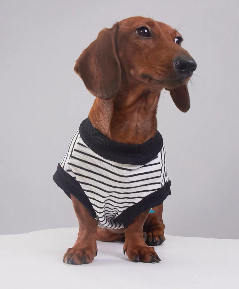 Kleding voor teckels: gestreept mouwloos shirt voor kleine honden, zomeroutfit voor teckels, kleding voor teckels afbeelding 7