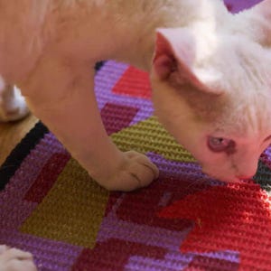 K&ouml;nnte beinhalten: Eine wei&szlig;e Katze mit rosa Ohren und Augen schnuppert an einem farbenfrohen, geometrisch gemusterten Teppich. Der Teppich weist eine Mischung aus lila, roten, gelben und schwarzen Formen auf. Das Fell der Katze ist kurz und hell.