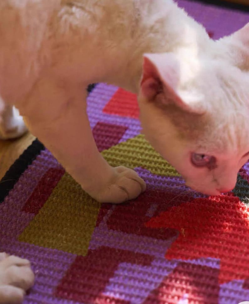 K&ouml;nnte beinhalten: Eine wei&szlig;e Katze mit rosa Ohren und Augen schnuppert an einem farbenfrohen, geometrisch gemusterten Teppich. Der Teppich weist eine Mischung aus lila, roten, gelben und schwarzen Formen auf. Das Fell der Katze ist kurz und hell.