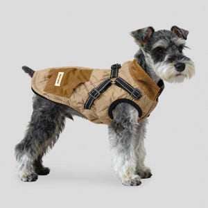 Könnte beinhalten: Eine beige gesteppte Hundejacke mit einem braunen Cordkragen und -aufnäher. Die Jacke hat schwarze Riemen und Schnallen. Der Hund ist ein grau-weißer Schnauzer, vor einem hellgrauen Hintergrund.