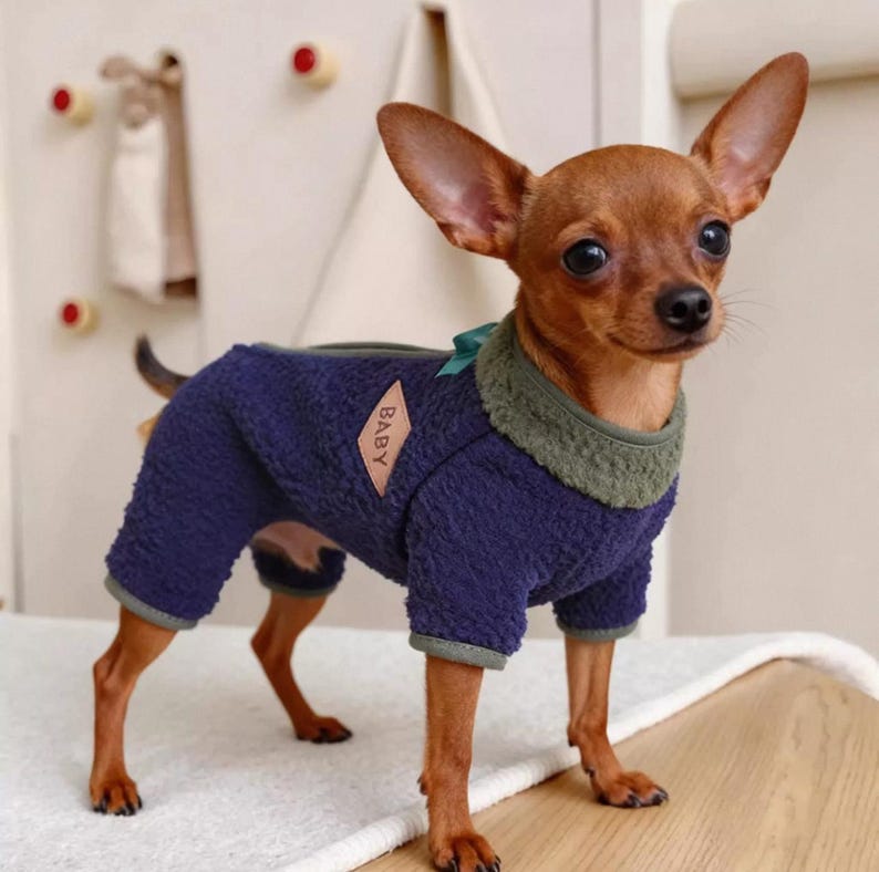 May include: A small brown dog wearing a navy blue dog jumpsuit with a green collar and a small bow. The jumpsuit has the word "BABY" on a diamond-shaped patch. The dog is standing on a white surface.