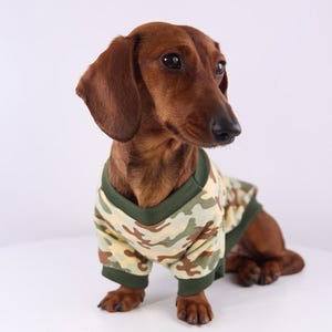 Könnte beinhalten: Ein brauner Dackel trägt einen Hundepullover mit Camouflage-Muster und grünen Zierleisten. Der Hund sitzt und schaut zur Seite. Der Pullover hat einen V-Ausschnitt und lange Ärmel.