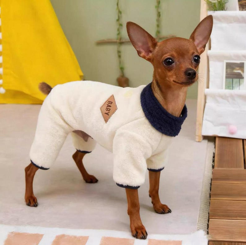 May include: A small brown dog wearing a cream-colored, full-body dog jumpsuit with navy blue trim and a navy blue collar. The jumpsuit has a small diamond-shaped patch that reads "BABY". The dog is standing on a light-colored surface.