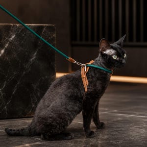 Könnte beinhalten: Eine schwarze Katze trägt ein braunes Ledergeschirr mit weißen Nähten, das an einer dunkel-türkisfarbenen Seilleine befestigt ist. Das Geschirr verfügt über Metallbeschläge und wird um den Rumpf und Hals gesichert, um die Leine zu halten.