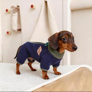 May include: A brown and tan Dachshund dog wearing a navy blue fleece dog sweater with a green collar and a small tag that says "BABY". The dog is standing on a white surface.