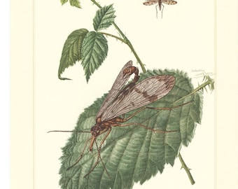 1950s Insect Art Print: Vintage Winged Insects Lithograph by Erich Cramer