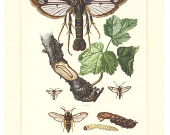 1950s Insect Lithograph Print: Erich Cramer Winged Insects Art