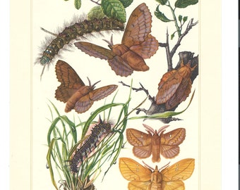 1950s Insect Lithograph Print: Erich Cramer Vintage Bug Art