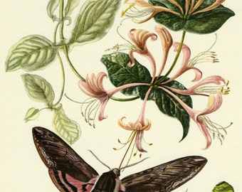 Butterfly Lithograph Print: 1950s German Insect Color Plate