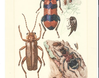 Vintage Beetle Lithographs: 1950s German Insect Art Prints, Set of 4