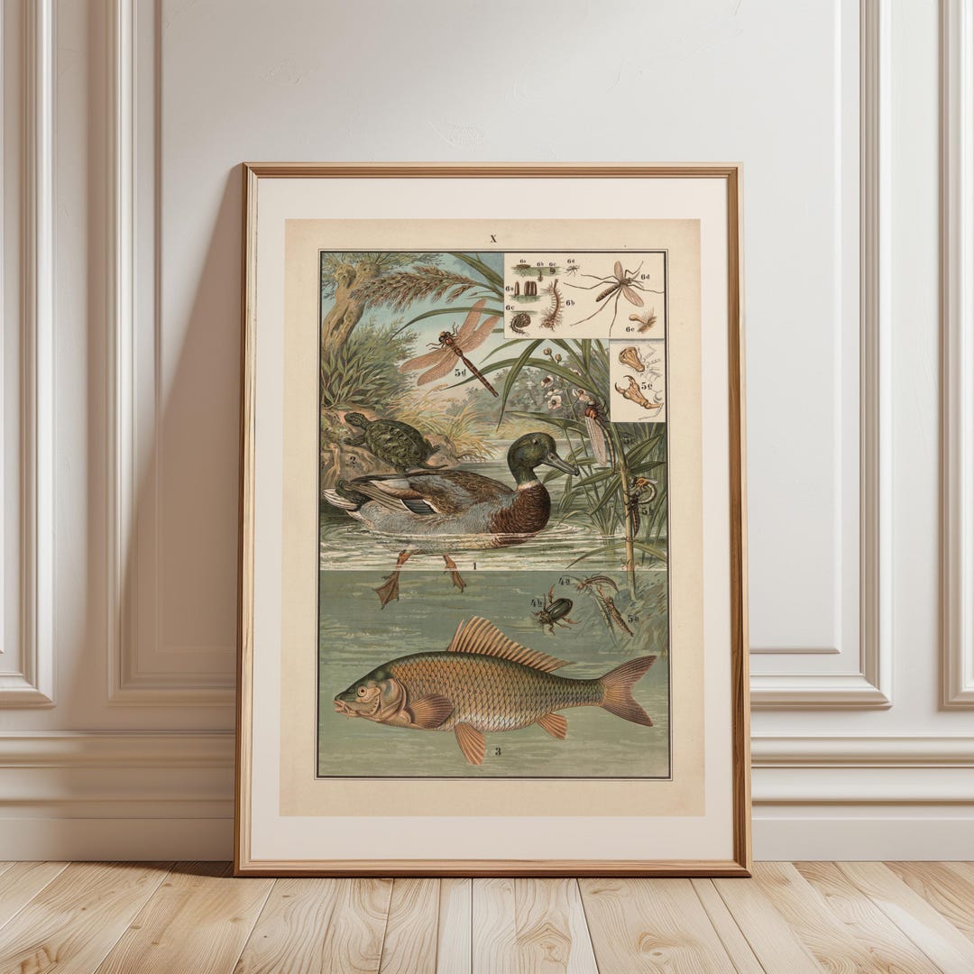 Vintage Pond Life Print, Duck, Fish, Insect Natural History Art - Etsy