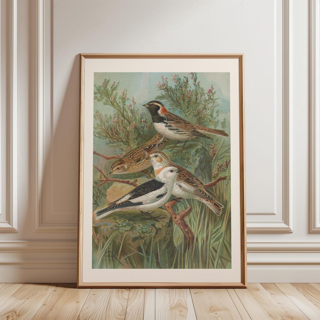 Natural History Bird Wall Art Print, Vintage Songbird Illustration ...