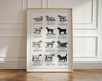 Impresión de la tabla de razas de terrier victorianos: póster con ilustración de perro vintage
