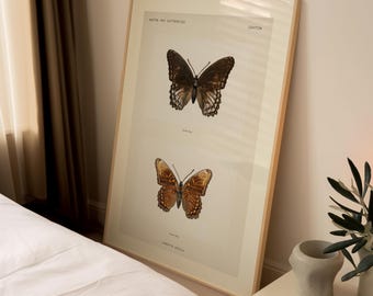 Plakat z motywem motyla w stylu vintage, antyczna ilustracja historii naturalnej, wystrój entomologiczny w kolorze ziemistego brązu