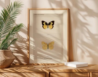 Plakat z ilustracją antycznej historii naturalnej, wydruk ścienny z motywem motyla