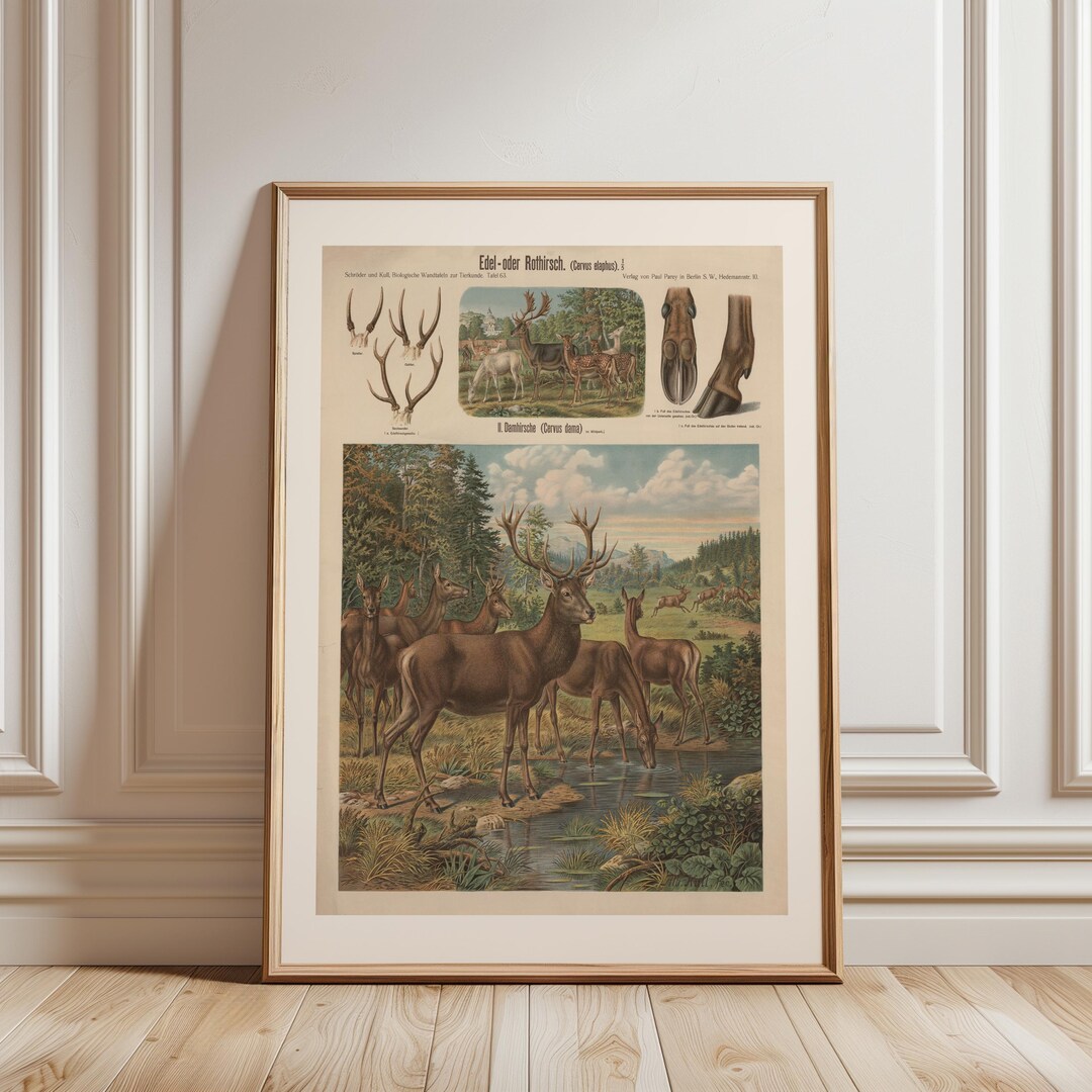 Vintage Deer Natural History Wall Art Print, Antique Woodland ...