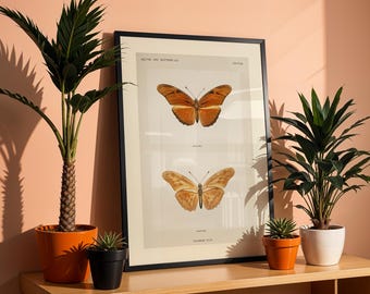 Plakat z ilustracją antycznej historii naturalnej, wydruk ścienny z motywem motyla