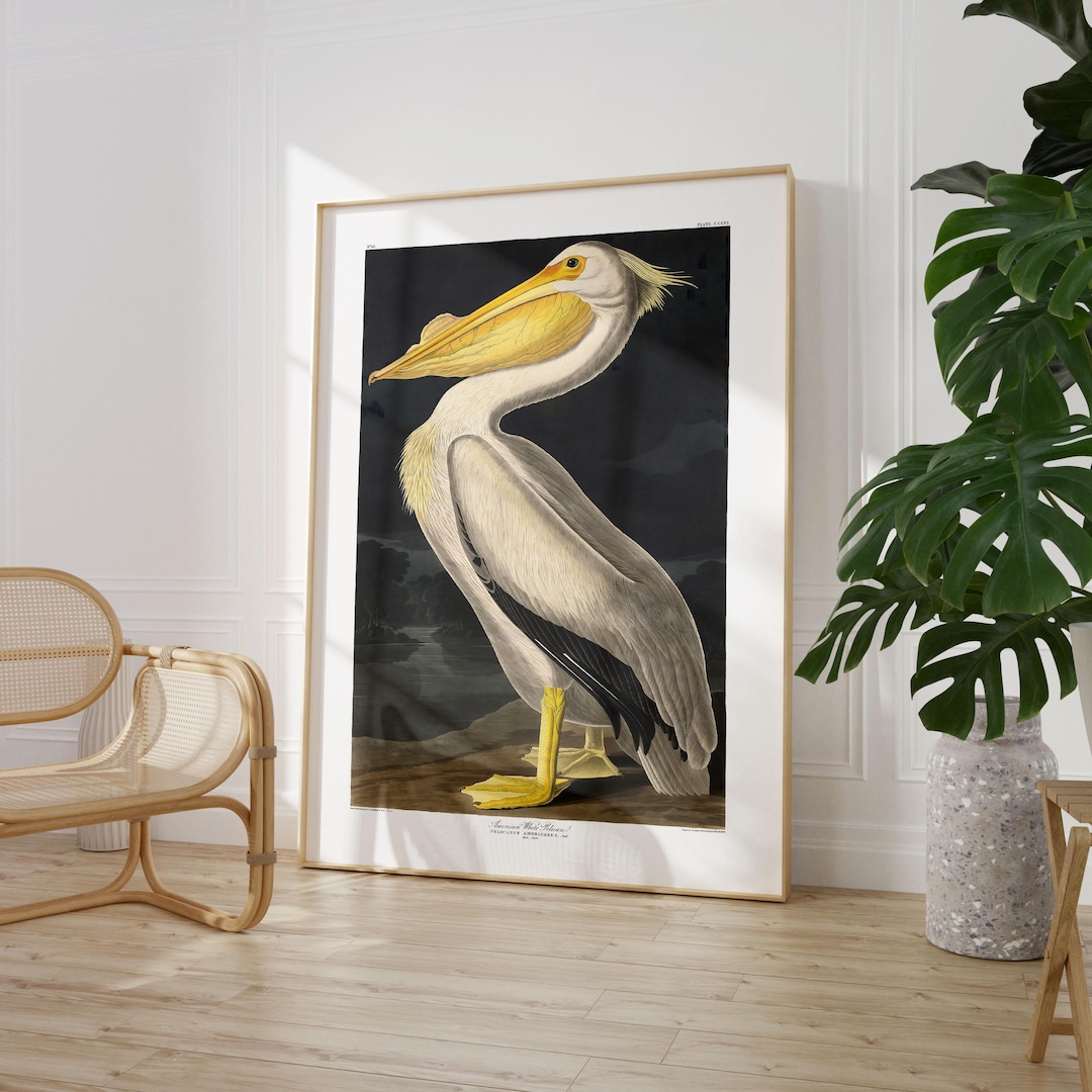 Audubon Pelican Art Print: Modern Abstract Museum-inspired Wall Decor ...