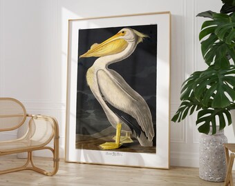 Audubon Pelican Art Print: modern abstract museum-geïnspireerd muurdecor, vintage vogelillustratieposter