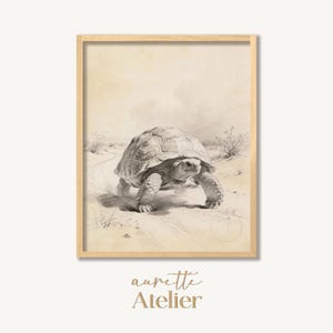 May include: A framed pencil sketch of a tortoise walking on a sandy path. The artwork is in a neutral color palette, with the tortoise as the focal point. The frame is a light wood color. The text "aurette Atelier" is at the bottom.