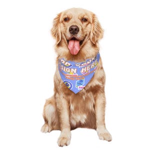May include: A golden retriever dog wearing a light blue bandana. The bandana has the words "SIGN HERE" and other text and graphics. The dog is sitting and looking at the camera with its tongue out.