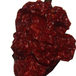 Puede incluir: Un solo chile rojo seco con una textura arrugada y abultada. El chile es de color rojo intenso y tiene un tallo largo y delgado.