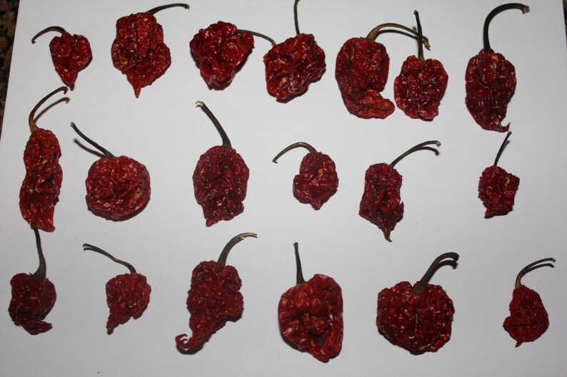 Scorpion Chili Peppers Chili Whole Seed Pods 25 Peppers Hotter Than