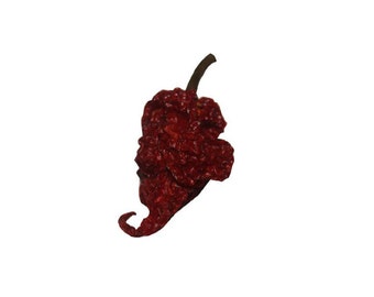 Scorpion Chili Peppers Chili Whole Seed Pods 25 Peppers Hotter Than Ghost Peppers