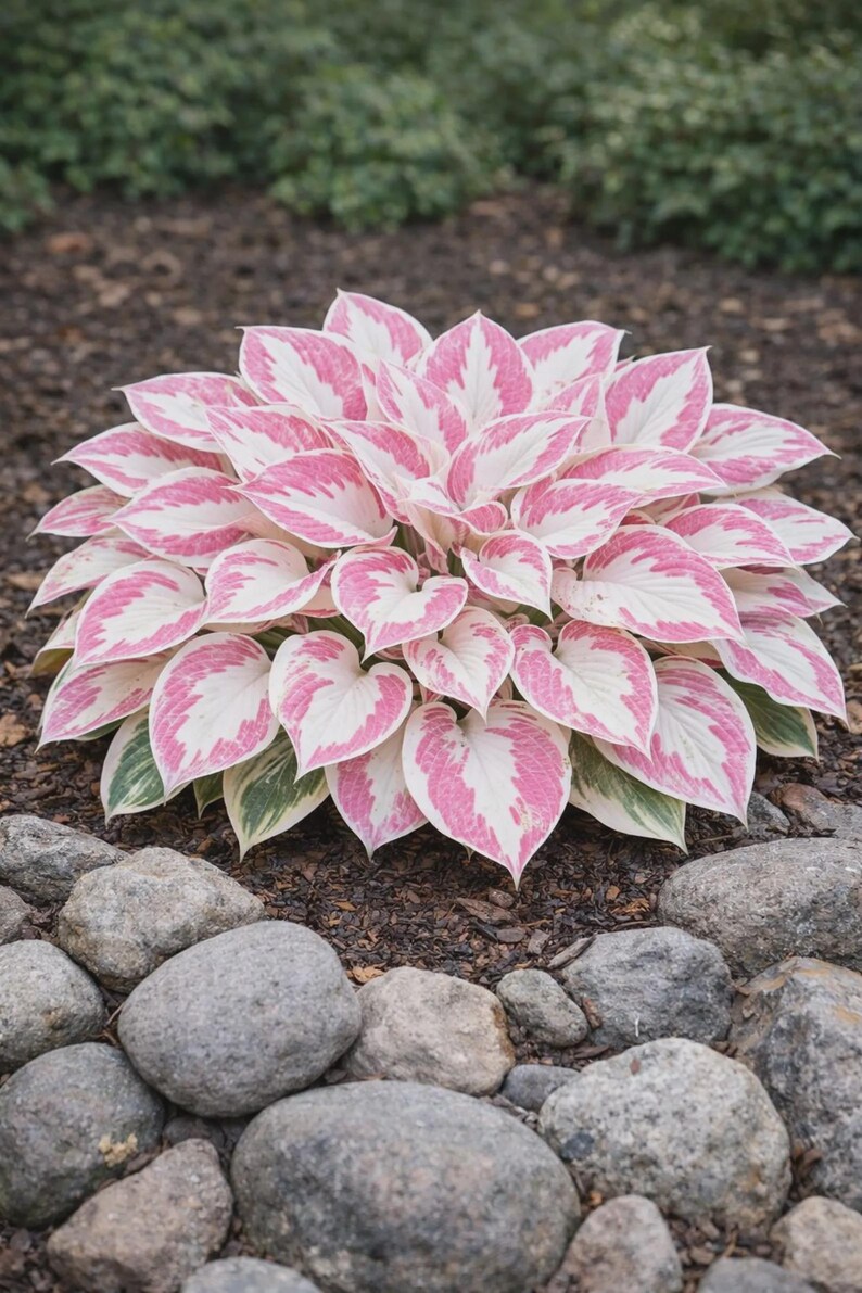 Pretty In Pink Hosta 165+ Perennial Hosta Seeds – Pink & White Shade Foliage - Etsy