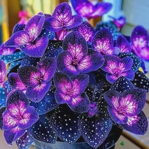 Op de afbeelding: Een close-up van een potplant met levendige paarse bloemen en donkergroene bladeren bespikkeld met witte stippen. De bloemen hebben een uniek patroon met een lichter centrum.