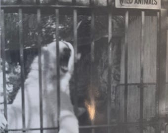 Collezione di foto d'epoca dello zoo di Chicago del 1965 / Lincoln Park, Brookfield Zoo, Fontana Bates / Istantanee originali Kodak