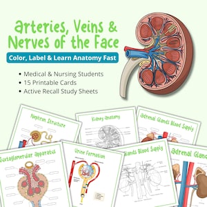 May include: Anatomy study sheets with illustrations of the kidney, nephron, and adrenal glands. The image includes the text "Arteries, Veins & Nerves of the Face" and "Color, Label & Learn Anatomy Fast". The sheets are designed for medical and nursing students.