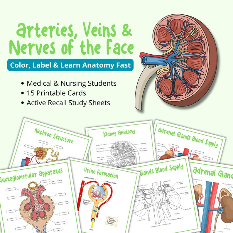 Renal Worksheet.pdf Kidney Anatomy Study Guide, Renal System Printable, Nursing Study Notes ...