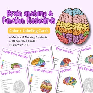Pode incluir: Ilustração colorida de um cérebro humano com secções rotuladas, juntamente com cartões de memória para anatomia e função cerebral. Os cartões de memória são projetados para estudantes de medicina e enfermagem e estão disponíveis como PDF imprimível.