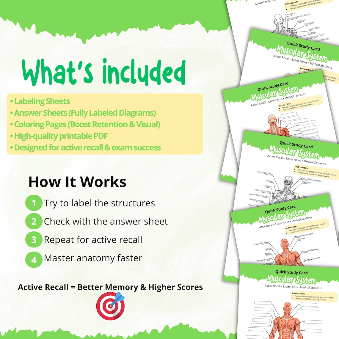 Human Anatomy Muscular System Worksheet | Anatomy Study Guide for ...