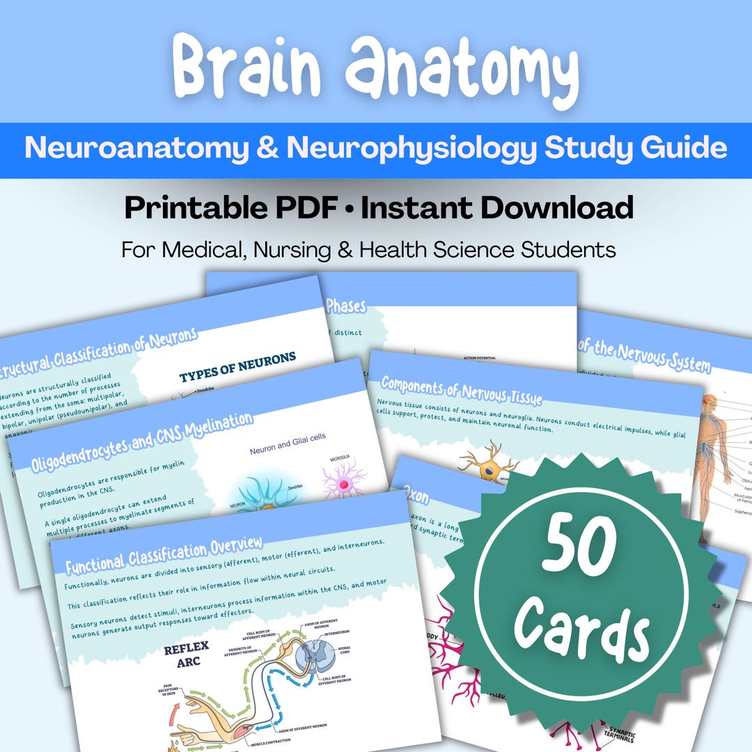 Quick Guide to Brain Regions | Brain Anatomy | Human Brain | Parts of ...