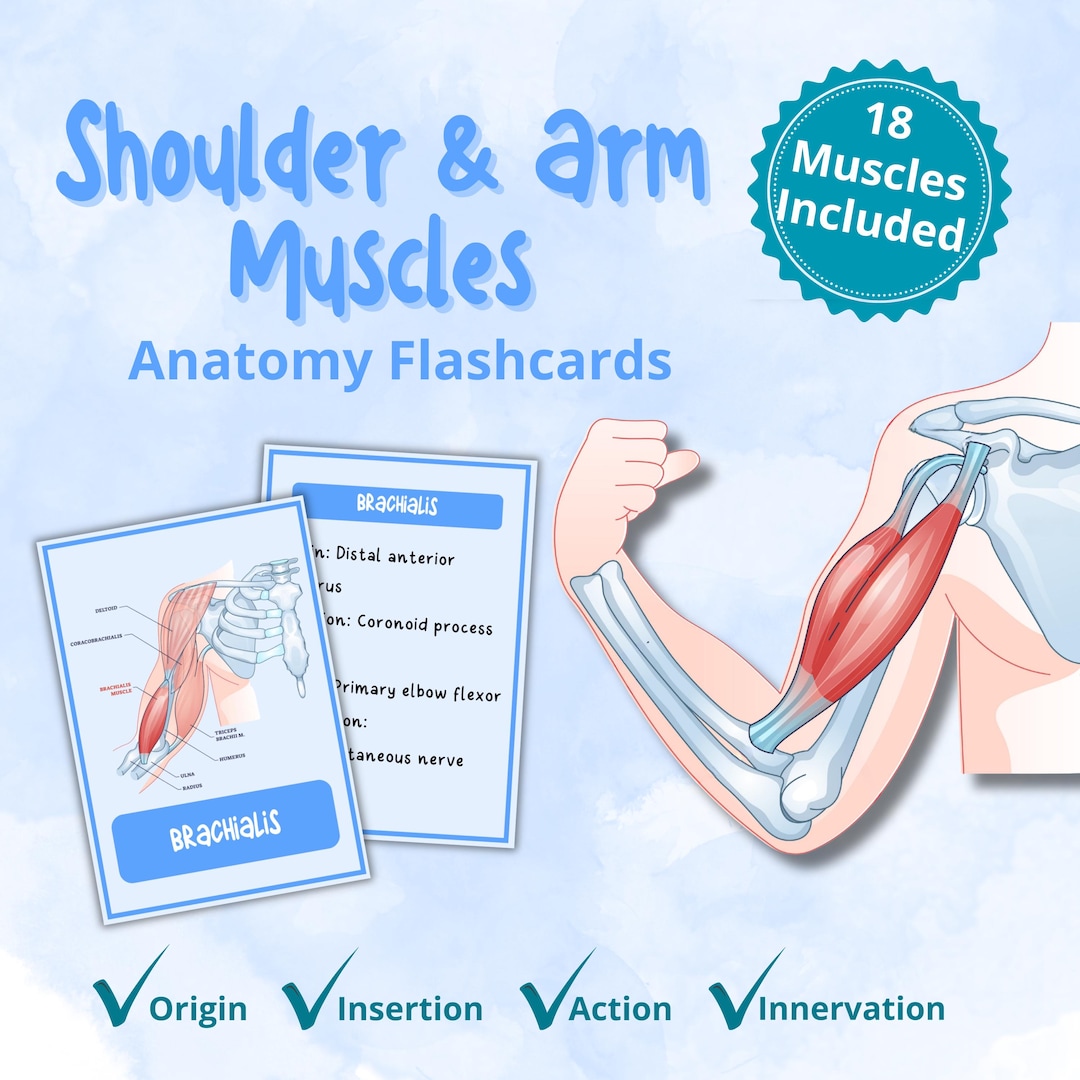 Shoulder and Arm Muscles Anatomy Flashcards, Muscle Study Guide, Origin ...