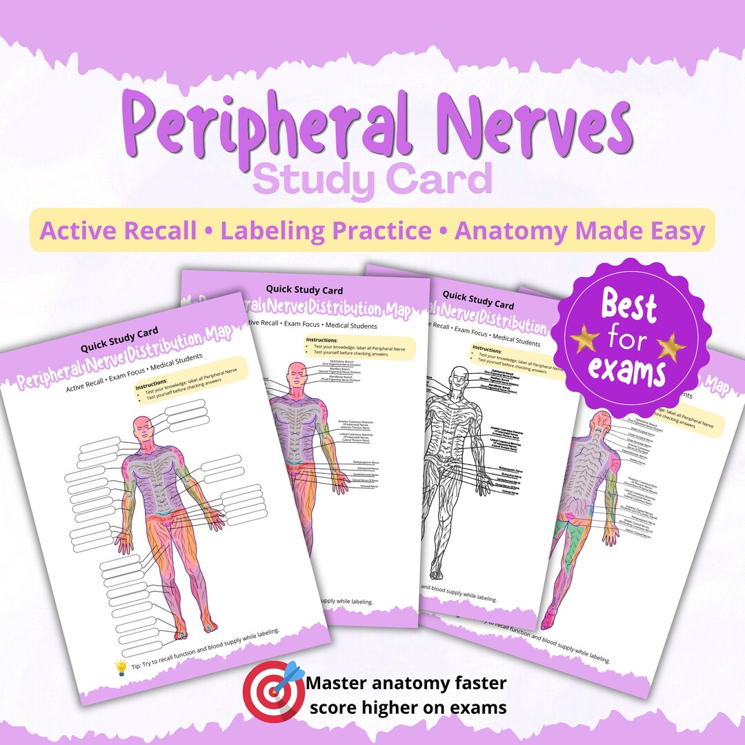 Peripheral Nerves Study Cards, Nervous System Anatomy, Anatomy Study ...