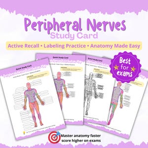 May include: Study cards for peripheral nerves, featuring anatomical diagrams of the human body. The cards are labeled "Quick Study Card" and include text for active recall, labeling practice, and exam focus. The cards are in shades of purple, pink, and white.