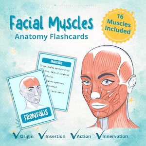 May include: Anatomy flashcards for facial muscles. The image shows a detailed illustration of facial muscles, with two flashcards displaying the Frontalis muscle. The text on the flashcards includes origin, insertion, action, and innervation. A yellow badge indicates that 16 muscles are included.