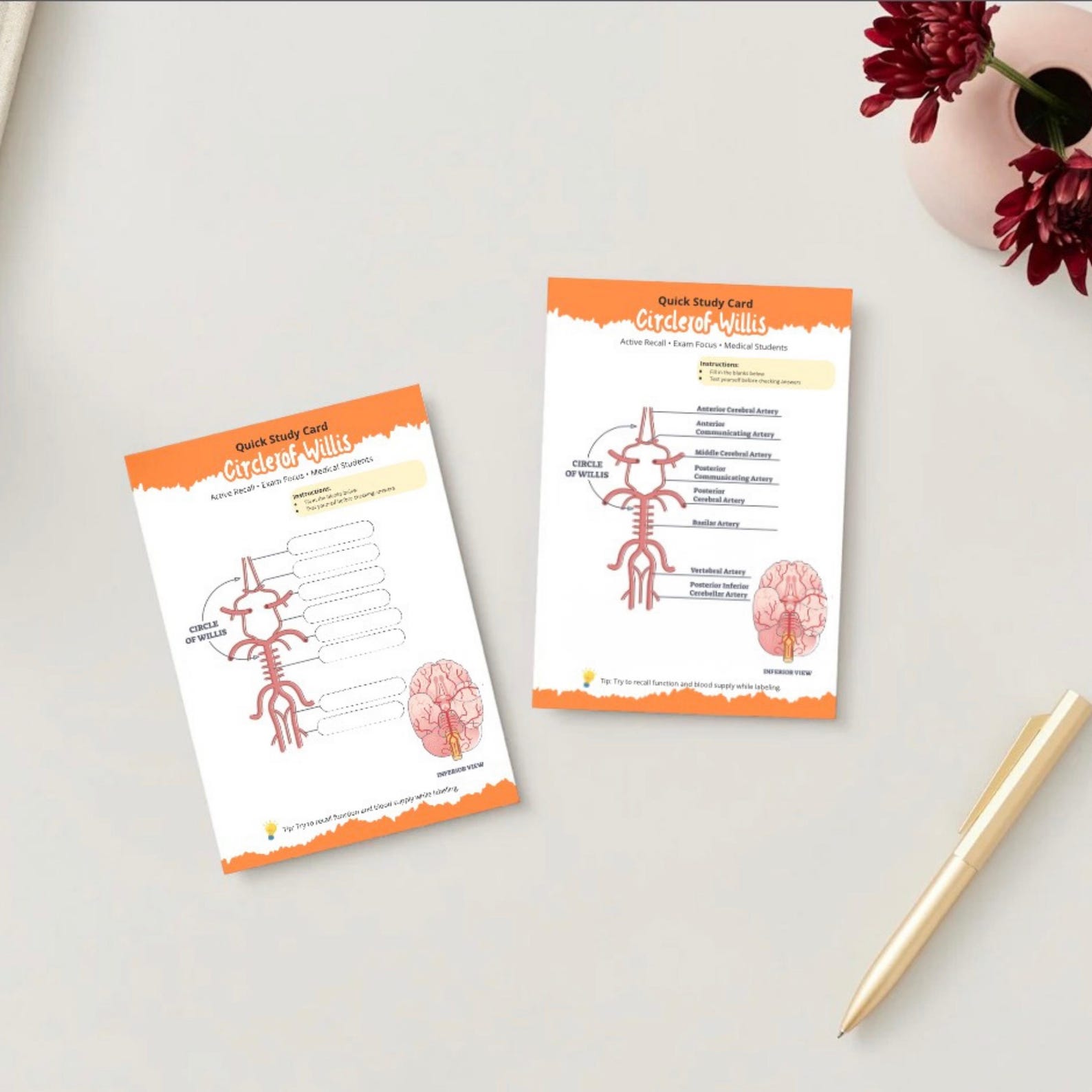 Circle of Willis Worksheet Printable, Anatomy Quiz Fill in the Blank ...