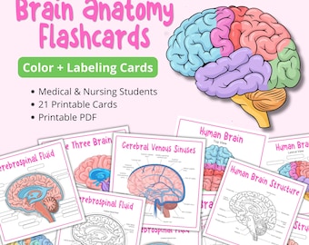 May include: A collection of brain anatomy flashcards for medical and nursing students. The image features a colorful illustration of a brain and several flashcards with diagrams and labels. The text on the cards includes "Cerebrospinal Fluid" and "Human Brain Structure."