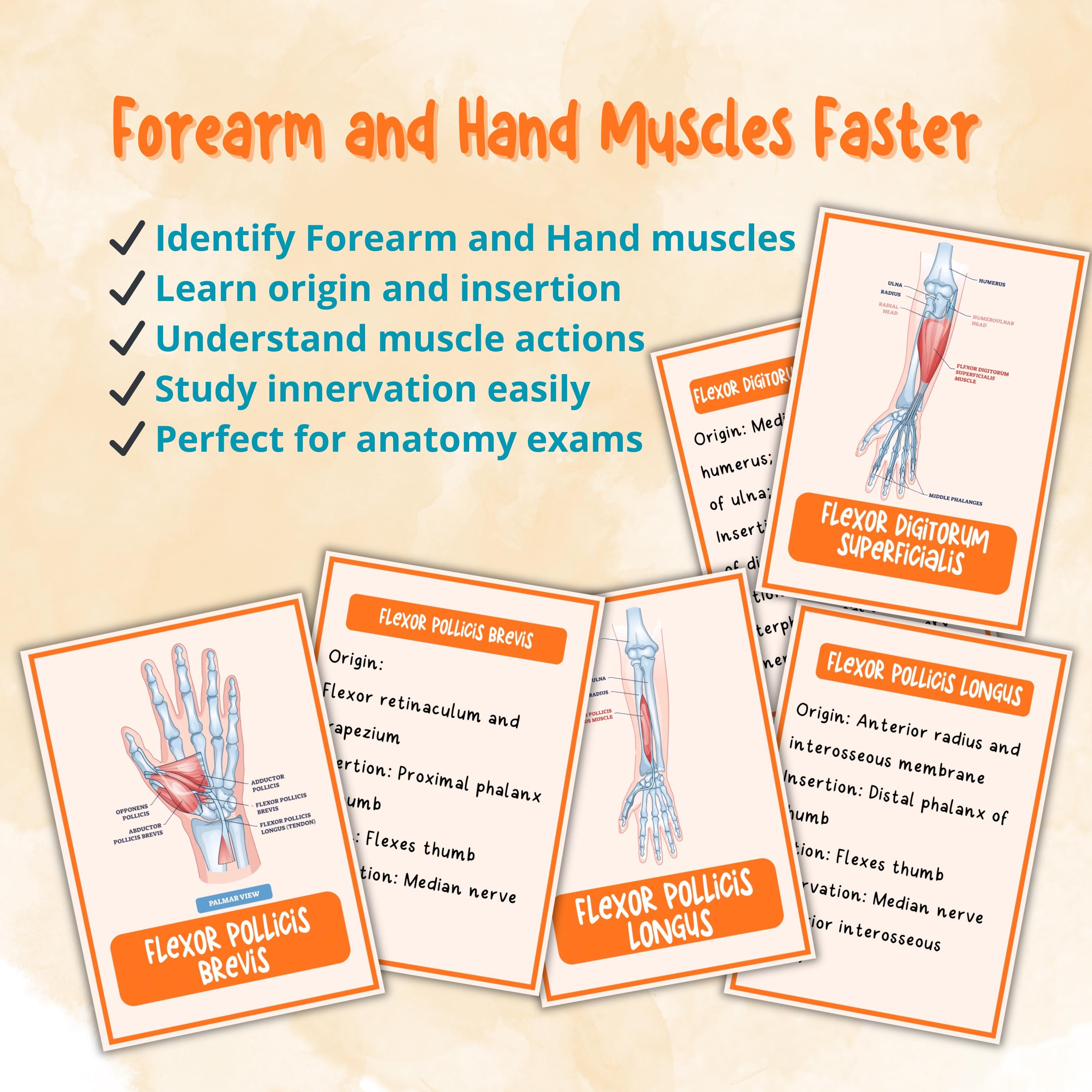 Hand Flashcards Forearm and Hand Muscles Flashcards | Anatomy Study Cards | Origin ...