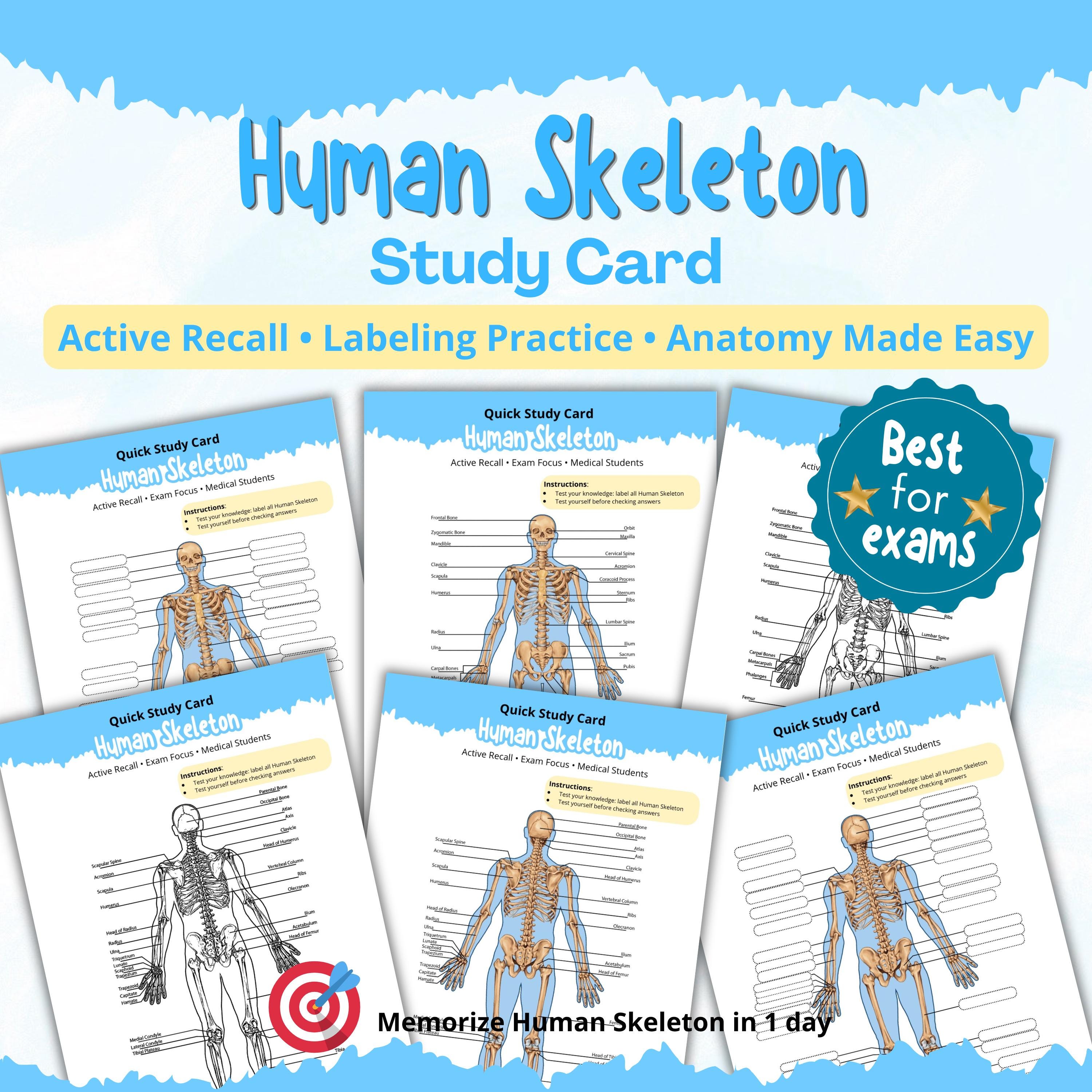 Human Skeleton Anatomy Worksheet | Anatomy Labeling Worksheet | Anatomy ...