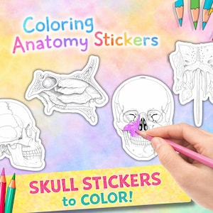 May include: Anatomy coloring stickers featuring skull illustrations. The image shows a hand coloring a skull sticker with a pink pencil. Text reads "Coloring Anatomy Stickers" and "SKULL STICKERS to COLOR!"