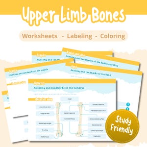 Puede incluir: Hojas de trabajo educativas para aprender los huesos de las extremidades superiores. La imagen muestra varias hojas de trabajo con diagramas anatómicos de la escápula, el húmero, el radio, el cúbito y la mano. Las hojas de trabajo están etiquetadas con términos anatómicos.