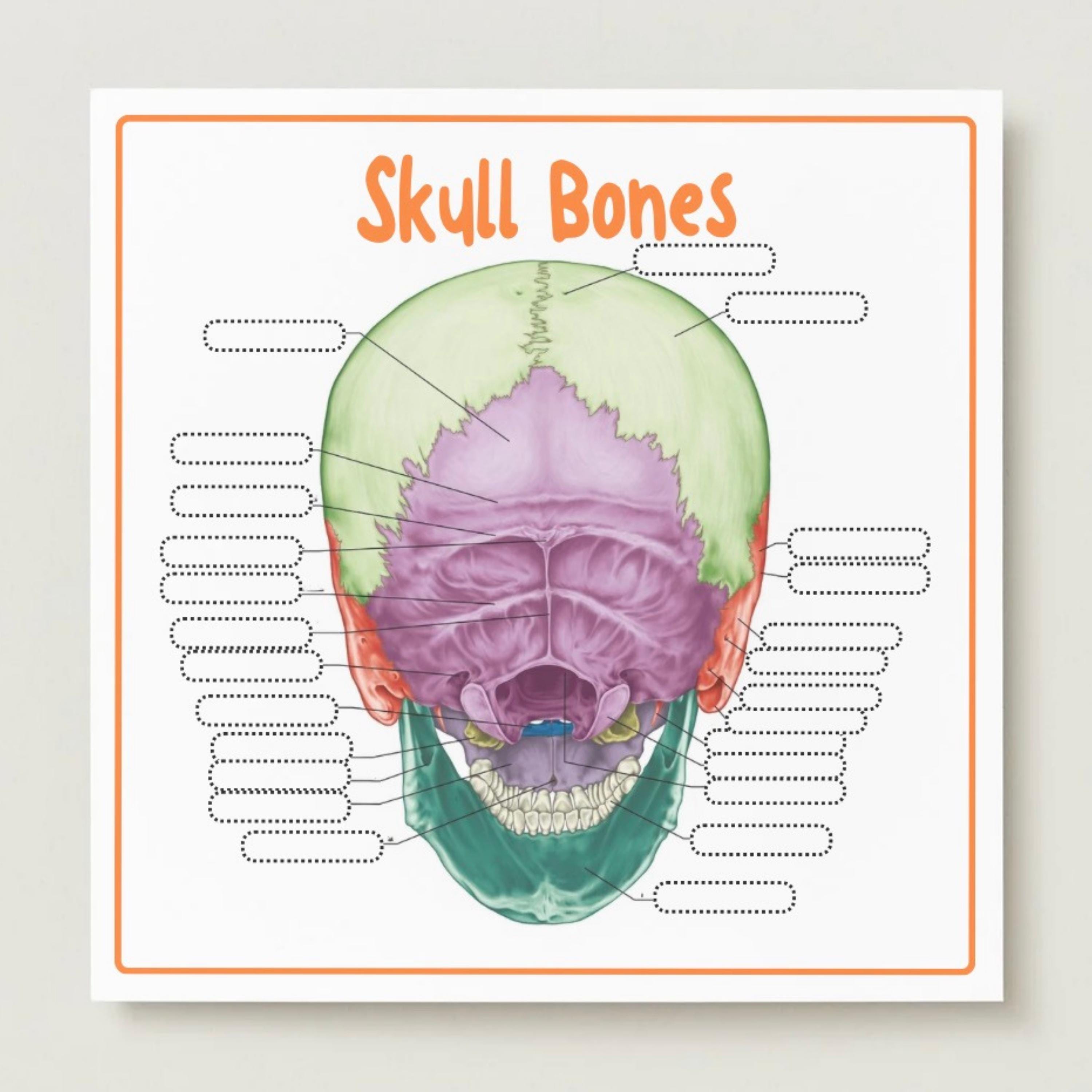 The Skull Notes.pdf Skull Anatomy Flashcards | Skull Bones Study Guide | Anatomy Notes ...