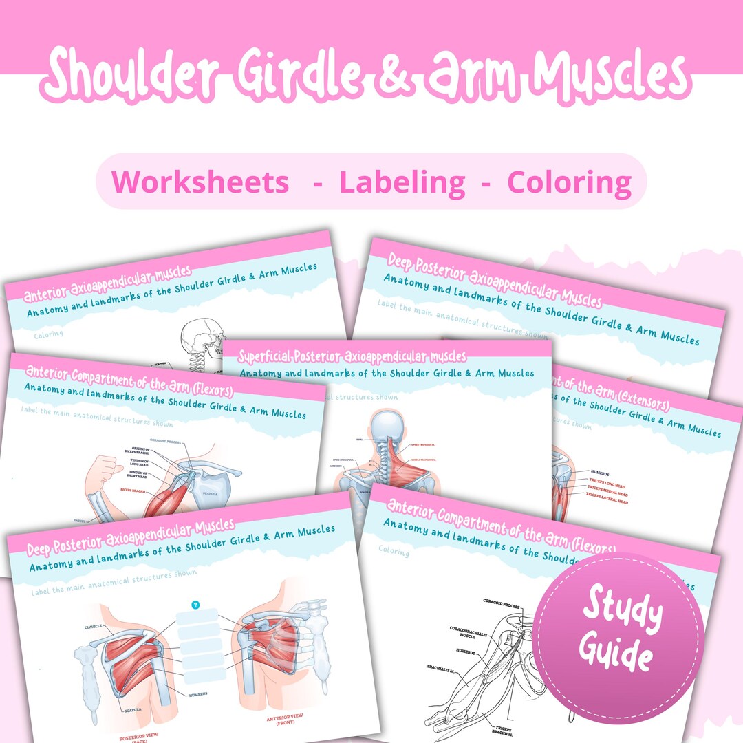 Upper Limb Anatomy Study Guide PDF – Shoulder Girdle & Arm Muscles ...