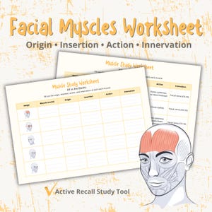 May include: A worksheet titled "Facial Muscles Worksheet" with sections for origin, insertion, action, and innervation. Includes a diagram of facial muscles and a fill-in-the-blanks section for muscle study. The text "Active Recall Study Tool" is also present.