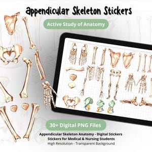 May include: Anatomical digital stickers featuring the appendicular skeleton, including bones of the arms, legs, and pelvis. The image shows a tablet displaying the stickers, with additional stickers scattered around. Text reads "Appendicular Skeleton Stickers" and "Active Study of Anatomy."